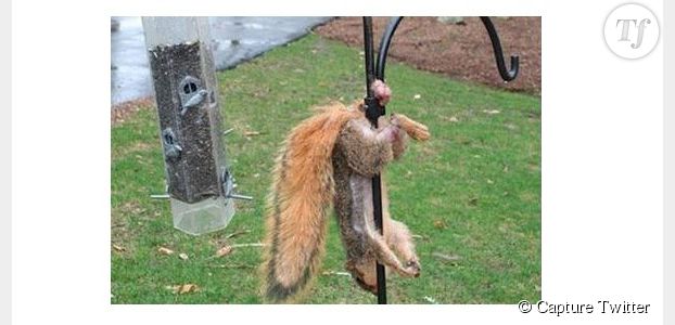 Caisse d'épargne : un bad buzz suite à la photo d'un écureuil dans une position périlleuse