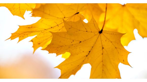 Météo France : un mois de novembre aux températures douces et un hiver clément ?