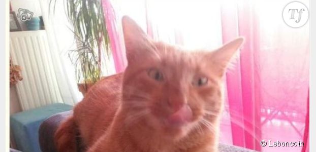 Le Bon Coin : une annonce hilarante pour un chat roux "con comme un balai"