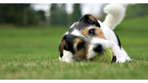 Savez-vous vraiment pourquoi votre chien remue la queue?