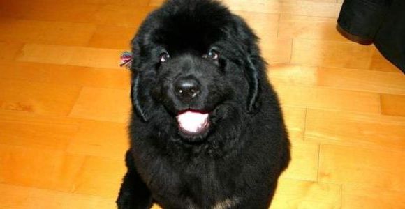 Le Bon Coin : un sifflet magique pour dresser les chiens (sauf les cons)