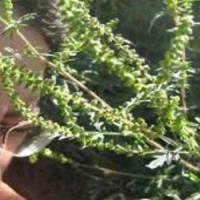 Allergies : l’environnement serait le principal responsable