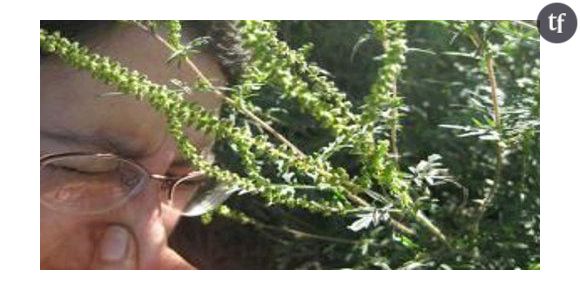 Allergies : l’environnement serait le principal responsable