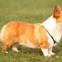 Les corgis de la reine d'Angleterre vont-ils disparaître ?