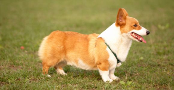 Les corgis de la reine d'Angleterre vont-ils disparaître ?