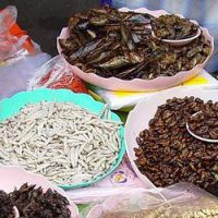 Les insectes, une solution contre la malnutrition au Laos?