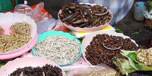 Les insectes, une solution contre la malnutrition au Laos?