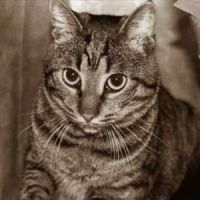 Le chat sait reconnaître la voix de son maître mais il préfère l'ignorer