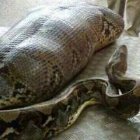 Un python avale un homme ivre : la photo est-elle un fake ?