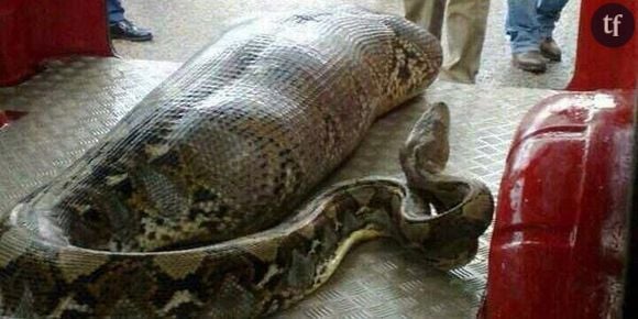 Un python avale un homme ivre : la photo est-elle un fake ?