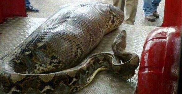 Un python avale un homme ivre : la photo est-elle un fake ?