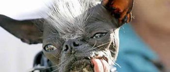 Assaut De Saint Denis La Mort Du Chien Diesel Secoue Le