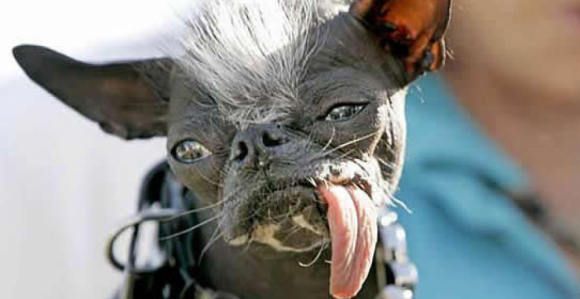 Elwood, le chien le plus laid du monde, est mort
