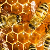Banque du Miel : investir dans une ruche pour sauver les abeilles