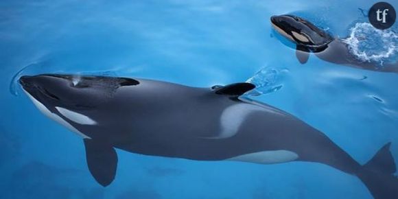 Marineland : naissance d'un bébé orque, le buzz mignon du jour