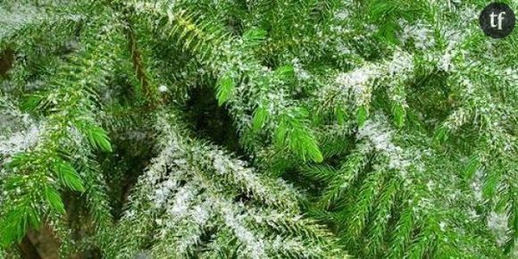 Que faire de son sapin après Noël ?