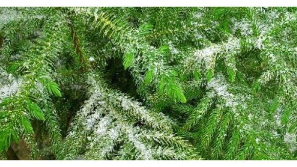 Que faire de son sapin après Noël ?