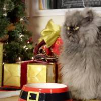 Les chats les plus célèbres du web lancent leur clip "dur d'être un chat à Noël"