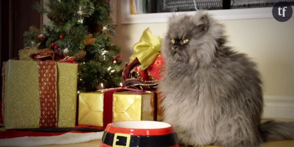 Les chats les plus célèbres du web lancent leur clip "dur d'être un chat à Noël"