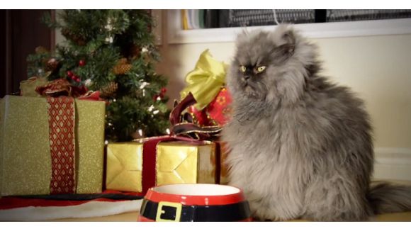 Les chats les plus célèbres du web lancent leur clip "dur d'être un chat à Noël"