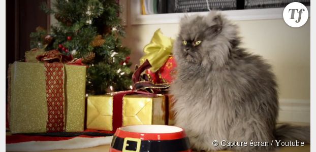Les chats les plus célèbres du web lancent leur clip "dur d'être un chat à Noël"