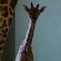 L'impressionnante naissance d'un girafon en Australie - vidéo