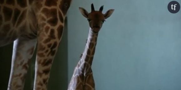 L'impressionnante naissance d'un girafon en Australie - vidéo