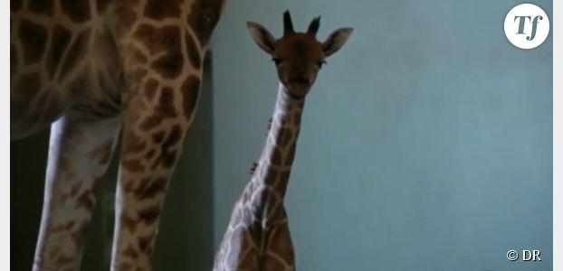 L'impressionnante naissance d'un girafon en Australie - vidéo