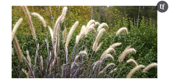 Allergies : Attention aux graminées !