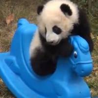 YouTube : une vidéo adorable avec un panda sur un cheval à bascule