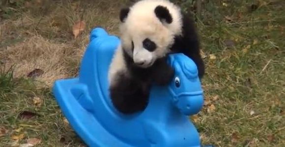 YouTube : une vidéo adorable avec un panda sur un cheval à bascule