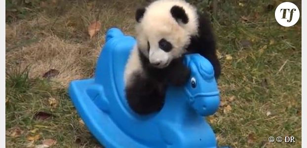 YouTube : une vidéo adorable avec un panda sur un cheval à bascule