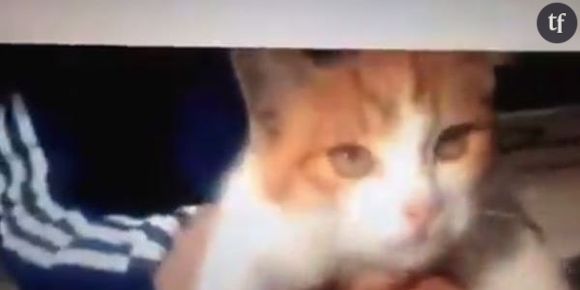 Farid Ghilas (de la Morlette), un Marseillais fait scandale en torturant un chat (Vidéo et pétition)