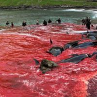 Grindadrap : chasse à la baleine et aux dauphins cruelle dans les îles Féroé