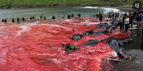 Grindadrap : chasse à la baleine et aux dauphins cruelle dans les îles Féroé