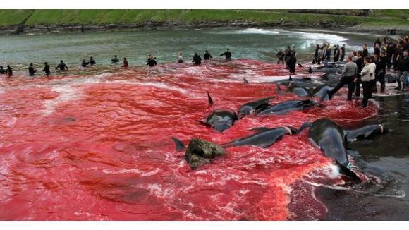Grindadrap : chasse à la baleine et aux dauphins cruelle dans les îles Féroé
