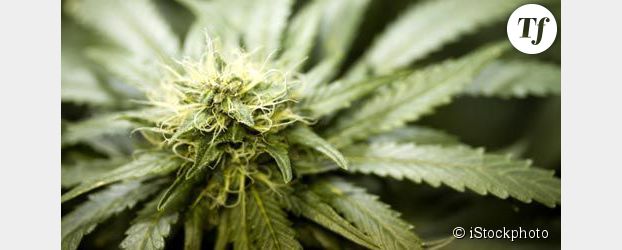 Cannabis : 5 arguments en faveur de la légalisation contrôlée