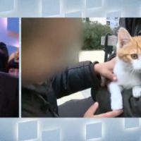 Grand Journal : Oscar le chaton va mieux et répond aux questions d'Antoine de Caunes