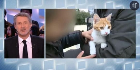 Grand Journal : Oscar le chaton va mieux et répond aux questions d'Antoine de Caunes