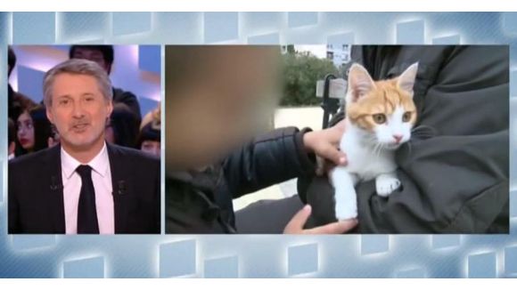 Grand Journal : Oscar le chaton va mieux et répond aux questions d'Antoine de Caunes