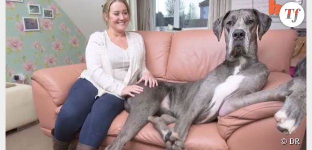 Freddie : le chien le plus grand du monde fait le buzz sur YouTube