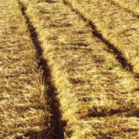 Sécheresse : les agriculteurs demandent de l'aide à l'armée