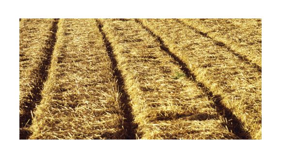 Sécheresse : les agriculteurs demandent de l'aide à l'armée