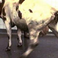 Vers un retour des farines animales : la crise de la "vache folle" oubliée ?