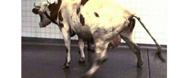 Vers un retour des farines animales la crise de la