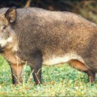Une agricultrice se bat pour défendre les droits de "Mimine"