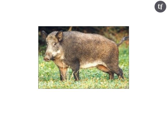 Une agricultrice se bat pour défendre les droits de "Mimine"