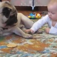 YouTube : un carlin et un bébé se disputent un cookie (Vidéo)