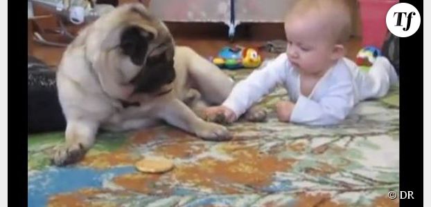 YouTube : un carlin et un bébé se disputent un cookie (Vidéo)