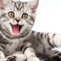 5 excellentes raisons d’adopter un chat (ou pas)